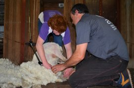 The Wool Works Shearing School, with a participant supervised by a veteran shearer.